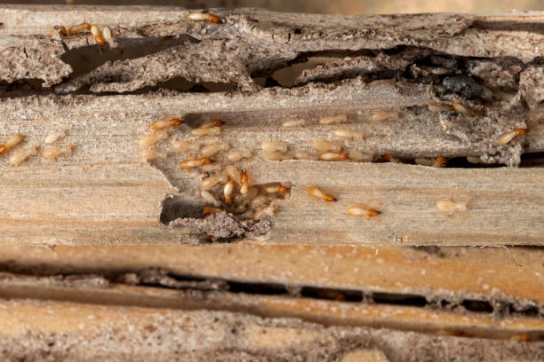 Best Termite Control Services  in Rosharon, TX