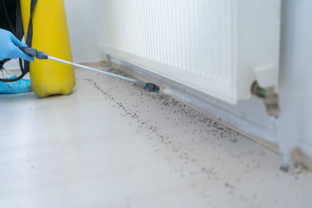 Best Ant Control Services  in Rosharon, TX