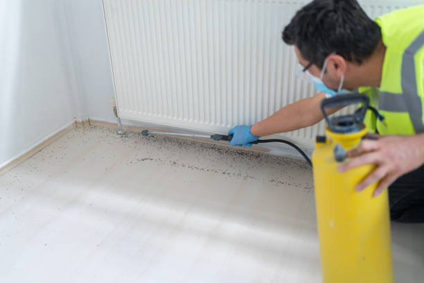 Best Flea Control Services  in Rosharon, TX